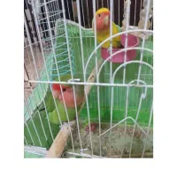 مرغ عشق و طوطی