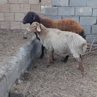 قوچ هترو|حیوانات مزرعه|جغتای, |دیوار