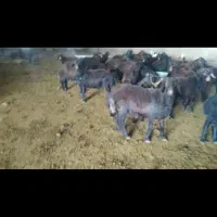 دام زنده ، گوسفند و بره