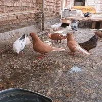 کبوتر  رنگی ..