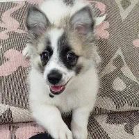 سگ ماده نژاد اشپیتز3ماهه