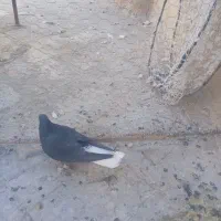 کفتر جفتگاه کرواتی|پرنده|سبزوار, پاسداران|دیوار