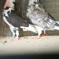 کبوتردونسته پرش سنگین به شرط وباضمانت تضمین صددرصد|پرنده|تهران, شهید رجایی|دیوار