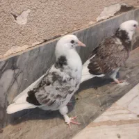 دو جوجه تازه پرور یک ماهه|پرنده|قم, پردیسان|دیوار