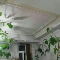 دیجیتال گل طبیعی پامپاس اگلونما بنجامین پتوس بامبو|گل و گیاه طبیعی|شیراز, دکتر حسابی|دیوار