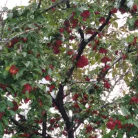 تعدادی جعبه وسبد زنبور داری دست دوم بفروش میرسد