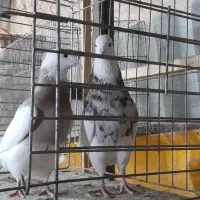 کفتر طوقی سرورنامبروان