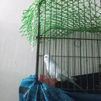 کوتوله، عروس، مرغ عشق|پرنده|تربت‌حیدریه, ده پائین|دیوار