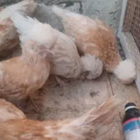 جوجه پولند|حیوانات مزرعه|کاشان, فین کوچک|دیوار