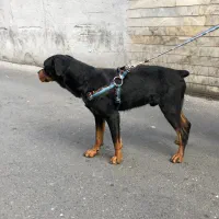 توله روتوایلر|سگ|تهران, هاشمی|دیوار