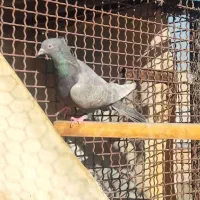 کفتر|پرنده|تهران, جی|دیوار