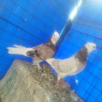 کفتر دمسفید وشازده وسده سرخ خال سیاه دار