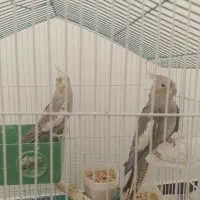 دوتا عروس هلندی نر و رام و دستی|پرنده|تهران, شهرک دریا|دیوار