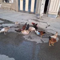 خروس محلی|حیوانات مزرعه|صحنه, |دیوار