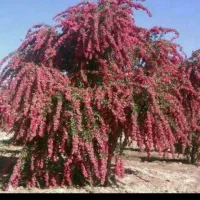 نهال زرشک|خدمات باغبانی و درختکاری|تهران, جهاد|دیوار