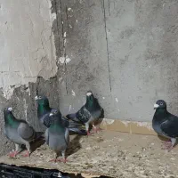 دوبر|پرنده|اردبیل, |دیوار