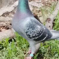 کفتر پلاکی عراق چفت پلاک عراق اصل