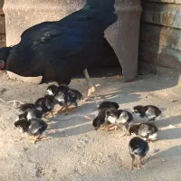 مرغ جوجه دار محلی|حیوانات مزرعه|تاتار علیا, |دیوار