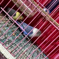 یک جفت طوطی کوتوله با قفس تمام وسایلا