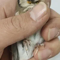 سهره ماده ناخن سفید