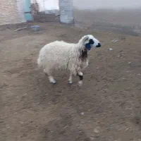 دو عدد گوسفند ماده