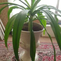 گلدان|گل مصنوعی|یزد, |دیوار