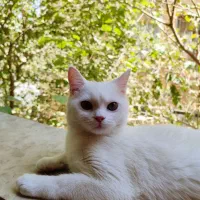 واگذاری دوعدد گربه نر و ماده.