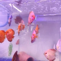 دیسکس حدود دو نیم سه  اینچ