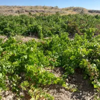 باغ انگور و زمین مسکونی ودامداری  شهر مالوجه|فروش زمین و ملک کلنگی|قروه, |دیوار