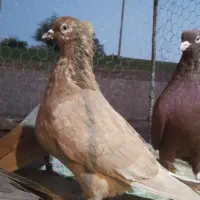 تعدادی کفتر پرشتی|پرنده|خرمآباد, |دیوار