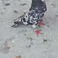 کبوتر غریب ۱۰۰