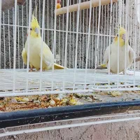 عروس هلندی|پرنده|خاش, |دیوار