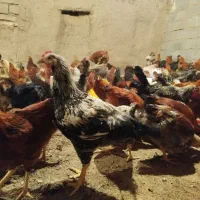 مرغ تخم گذار