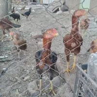 تخم مرغ لاری اصل نطفه دار