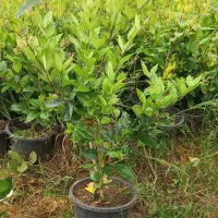 یاس هلندی گلدان ۳.۵