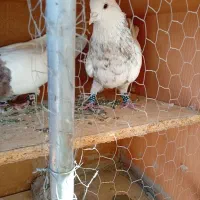 تعدادی طوقی|پرنده|تهران, هلال احمر|دیوار