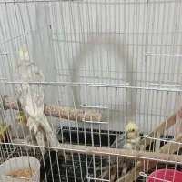 عروس هلندی|پرنده|کبودرآهنگ, |دیوار