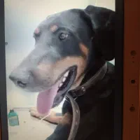 واگذاری  دوبرمن نر عقیم شده