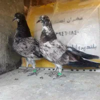 جوجه چلچله ای جیر کنار تر