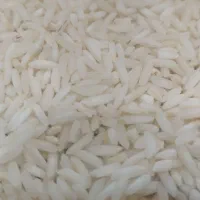 برنج آستانه اشرفیه محصول امسال|خوردنی و آشامیدنی|باغستان, |دیوار