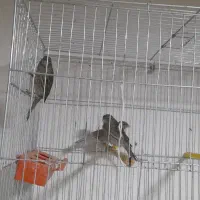 جوجه قناری نگرو سرخ