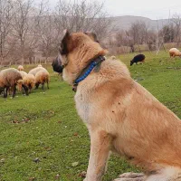 تعداد گوسفند آبستن بفروش میرسد