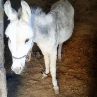 فروش خر الاغ|حیوانات مزرعه|مود, |دیوار