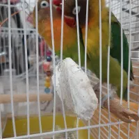 یک جفت کوتوله برزیلی و یک عروس هلندی|پرنده|قم, پردیسان|دیوار