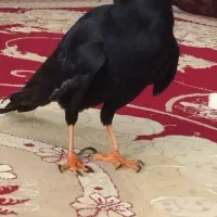 مینا نوک سرخ
