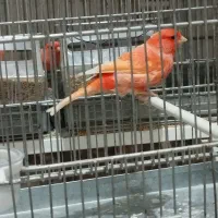 تعدادی رد فکتور و مزایکی تیب یک اورجینال|پرنده|قزوین, |دیوار