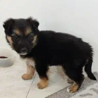 توله ژرمن دورنگ|سگ|مشهد, جاهد شهر|دیوار