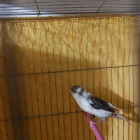 فروش یک جفت قناری نر و ماده|پرنده|محمدشهر, ولدآباد|دیوار