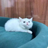 بچه گربه پرشین اسکاتیش|گربه|بیرجند, |دیوار