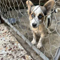 هاسکی پا کوتاه